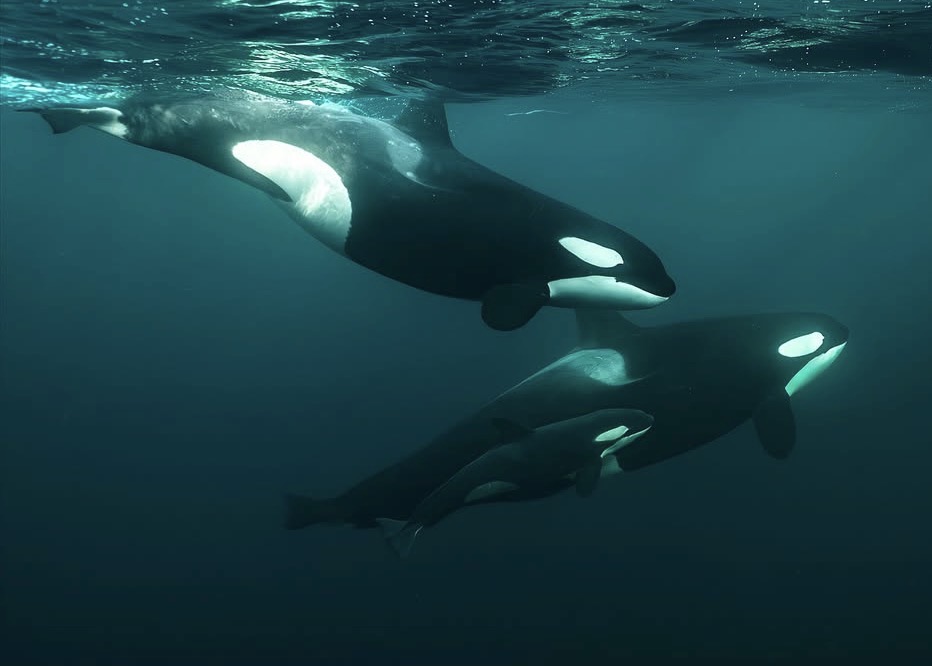 Orca en superficie en mares fríos, vista lateral