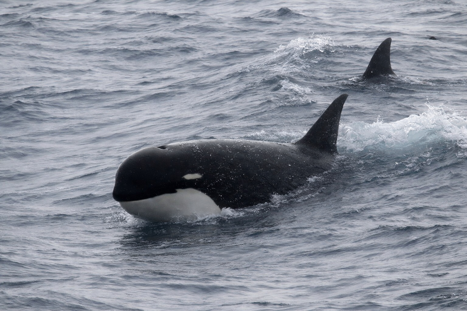 Orques dans une mer subantarctique agitée, au large